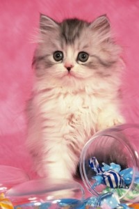 Алмазная мозаика Удивленный котенок 30х40 см
