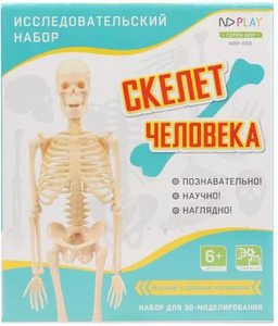 Набор исследовательский Скелет человека