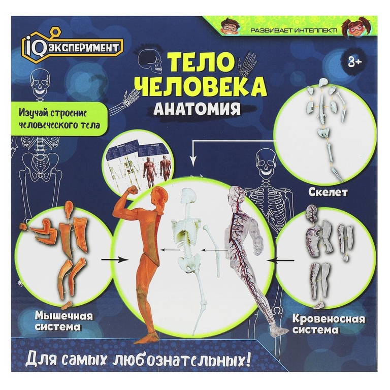 Опыты тело человека IQ Эксперимент