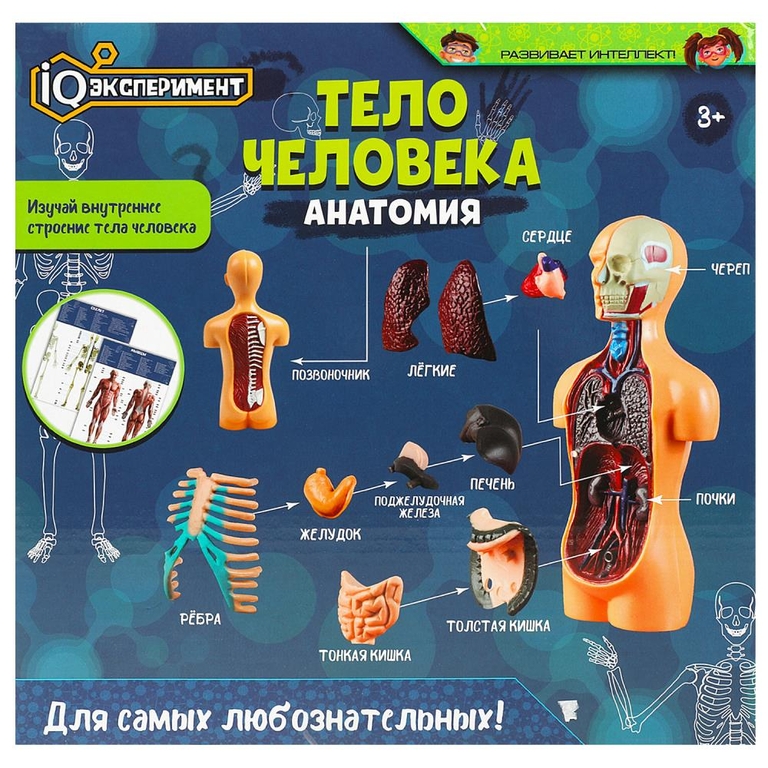 Опыты тело человека IQ Эксперимент